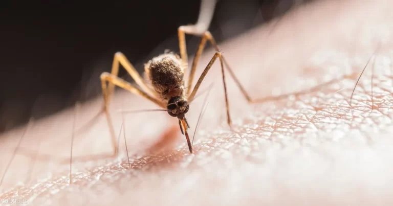 صيف بلا لدغات.. خبراء يكشفون 5 طرق ذكية للوقاية من البعوض
