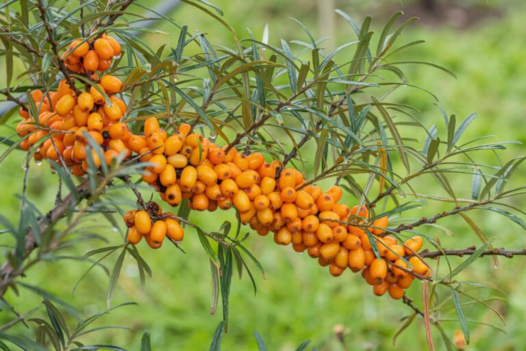 نبات بري يحسن المناعة ويدعم صحة الكبد والدماغ