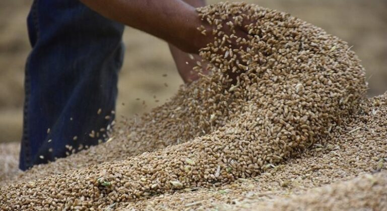 بعد سنوات الاستيراد.. سوريا على أعتاب الاكتفاء الذاتي من القمح