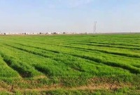 محصول زراعي