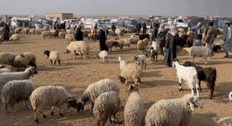 بين وفرة المراعي وعجز الجيوب.. لماذا قفزت أسعار الأضاحي في سوريا هذا العام؟