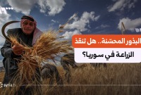 من "إيكاردا" إلى حقول سوريا.. كيف تحيي البذور العالية الجودة القطاع الزراعي؟