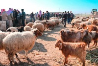  لدعم الثروة الحيوانية خفض الرسوم الجمركية على استيراد المواشي في سوريا