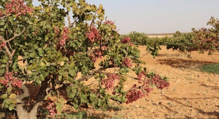 الفستق الحلبي في ريف حماة.. بين عودة المزارعين وإعادة تنظيم ملكية الأرض