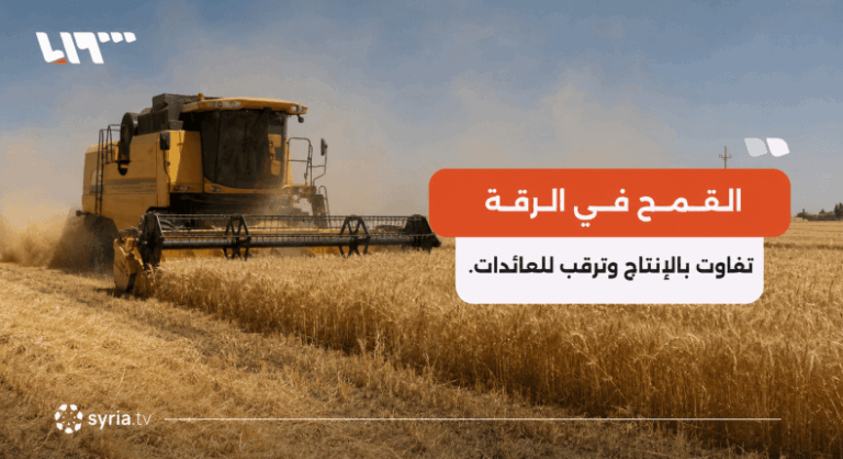 فلاحو الرقة يحصدون القمح وسط تفاوت بالإنتاج وانتظار عائد الموسم| صور