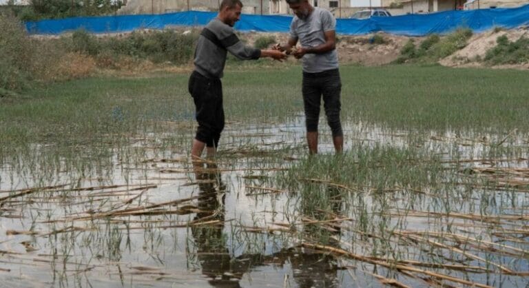 تحويل فكرة مزرعة الضفادع في سوريا إلى مشروع نجاح غير متوقع أول مزرعة ضفادع في سوريا.. من فكرة مستهجنة إلى مشروع واعد