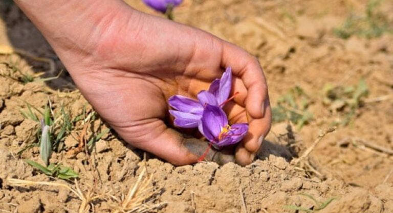 مديرية زراعة طرطوس توضح خطوات تشجيع زراعة الزعفران وتعزيز النجاح مديرية زراعة طرطوس تشجع على زراعة الزعفران وتوضح دليل نجاحه